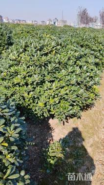 冠幅150厘米海桐球