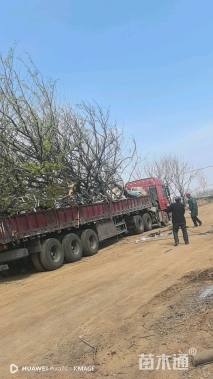 45公分丛生朴树