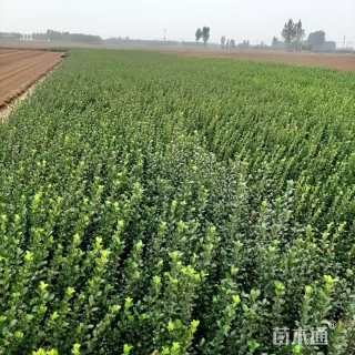 高度60厘米卫矛