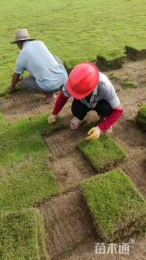 草块状马尼拉草