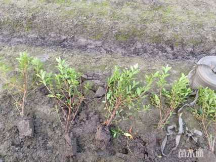 高度33厘米毛鹃