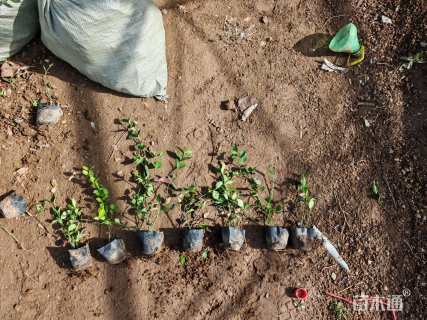 20厘米小叶扶芳藤