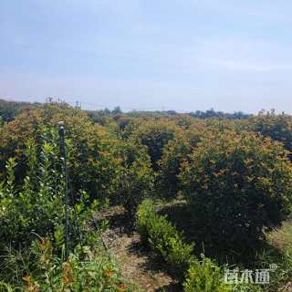 冠幅100厘米红叶石楠球