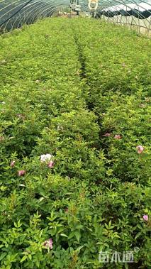 高度40厘米丰花月季