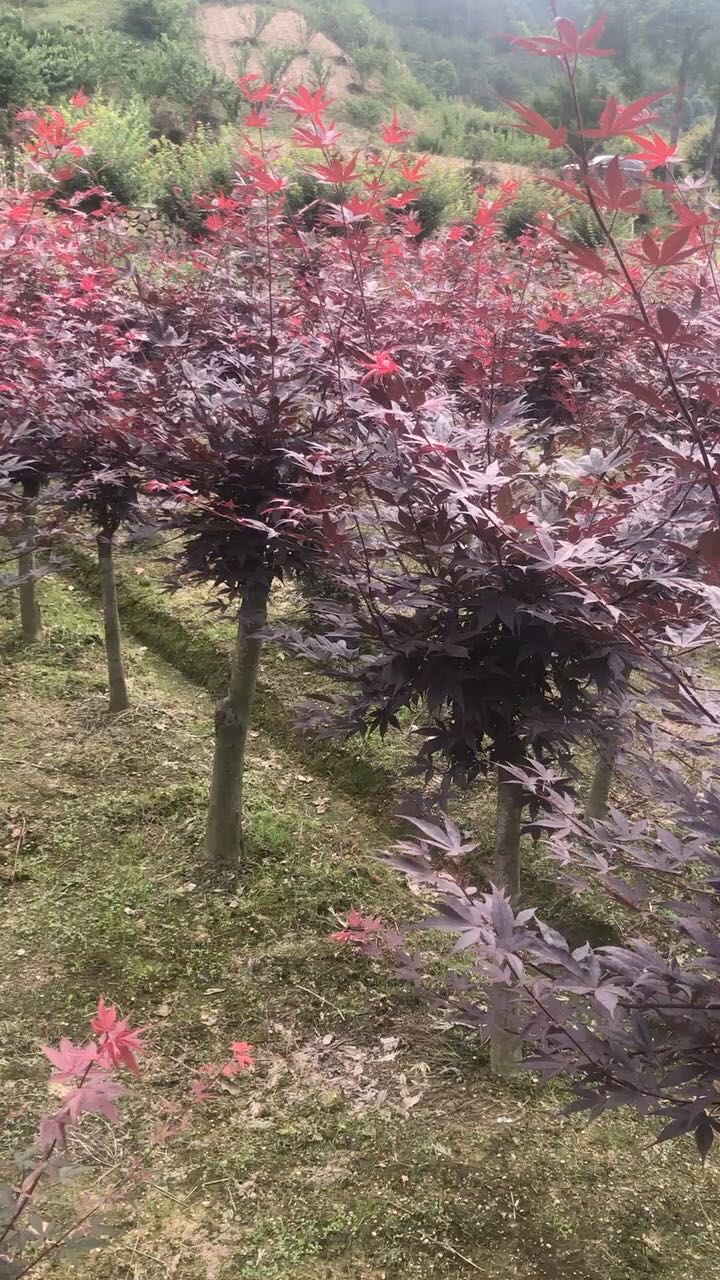 150厘米三季红红枫