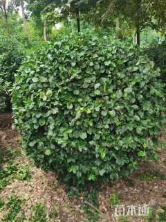 冠幅150厘米卫矛球