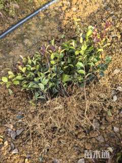 高度20厘米茶梅