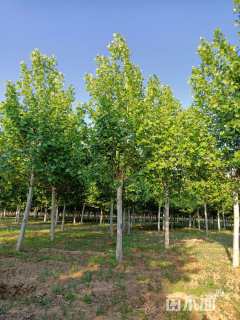 12公分速生法桐