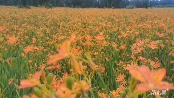 高度30厘米射干