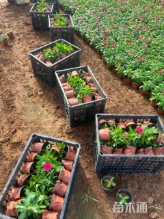 高度25厘米长春花