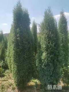 高度250厘米圆柏