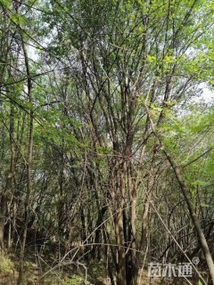高度900厘米丛生茶条槭