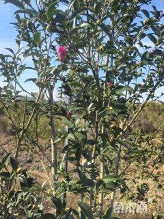 高度150厘米茶梅