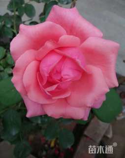 高度40厘米香水月季