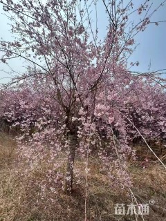 30公分八重红垂枝樱