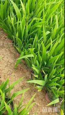 高度15厘米鸢尾