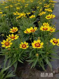 高度20厘米金鸡菊