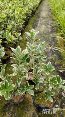 高度25厘米金边黄杨小苗