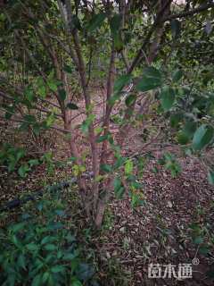 高度250厘米丛生大叶女贞