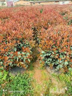 80厘米红叶石楠球