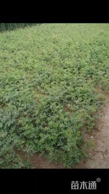 高度40厘米沙地柏