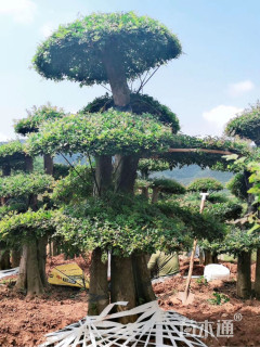 造型对节白蜡