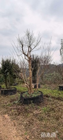 40公分造型紫薇