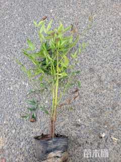 高度40厘米南天竹小苗