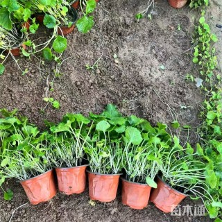 高度25厘米二月兰