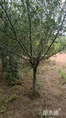 12公分垂丝海棠