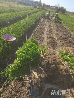 高度40厘米瓜子黄杨小苗