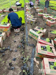 高度12厘米金叶佛甲草