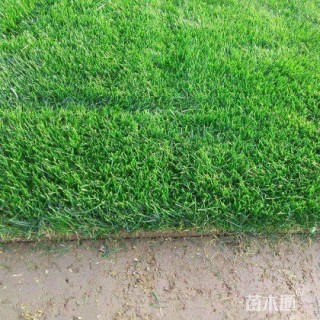 草毯