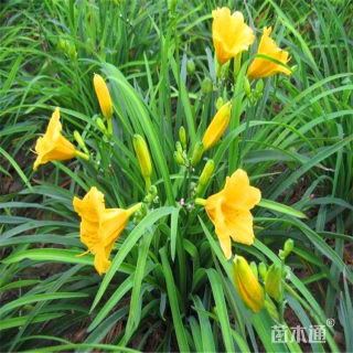 高度30厘米金娃娃萱草