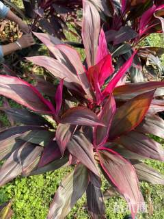 高度50厘米红叶朱蕉