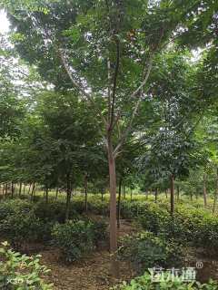 18公分黄山栾树