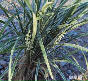 高度20厘米银边麦冬