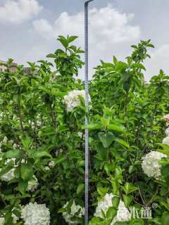 高度150厘米木绣球