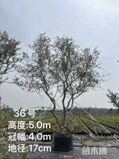 17公分油橄榄