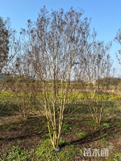 10公分红火箭紫薇