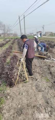 高度40厘米红花继木