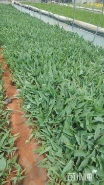 高度20厘米美人蕉