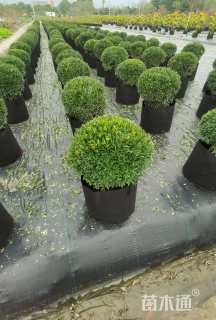 冠幅60厘米雀舌黄杨球