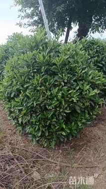 高度100厘米非洲茉莉球