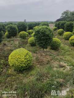 冠幅150厘米金冠女贞球