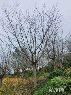 16公分红粉佳人樱