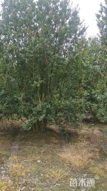 高度500厘米丛生紫薇