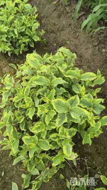 高度40厘米花叶锦带