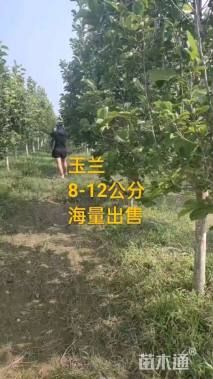 12公分白玉兰