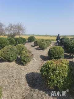 冠幅50厘米小叶黄杨球